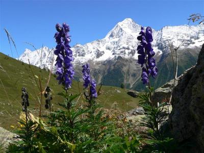 Bloemen en Bietschhorn.JPG