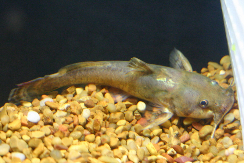 Madtom Catfish