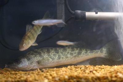 Walleye / Pickerel