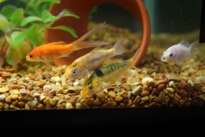 Goldfish + D-scale carp