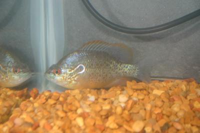 Red ear sunfish