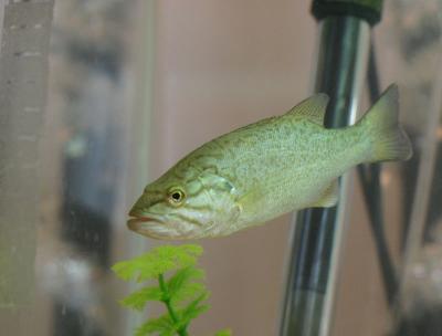 Smallmouth bass