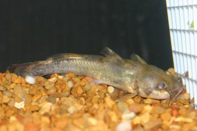 Madtom Catfish