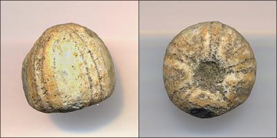 Fossilized sea urchin