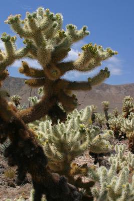 Joshua Tree National Park, CA