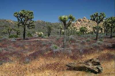 Joshua Tree National Park, CA