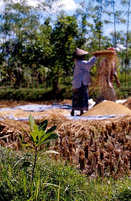 Lombok rice farmer #2