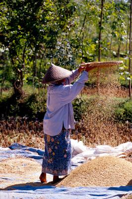 Lombok rice farmer #3