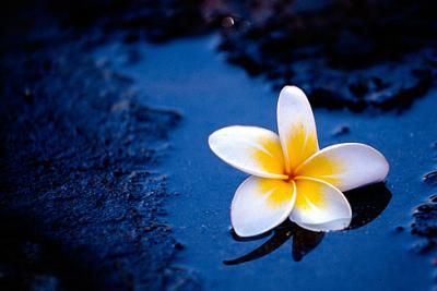 Frangipani flower