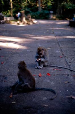 Monkeys Bali