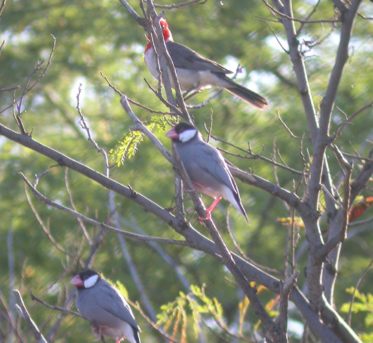 Java Sparrow