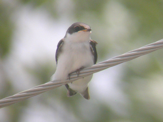 Tree Swallow