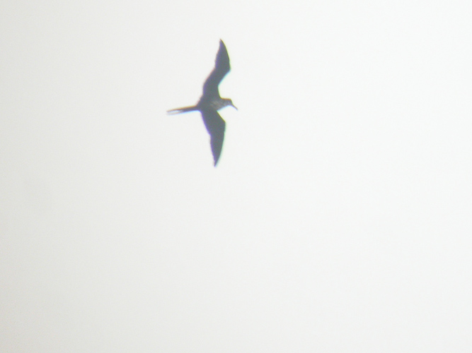 Magnificent Frigatebird