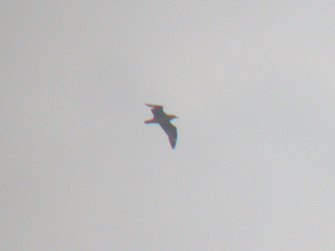 South Polar Skua