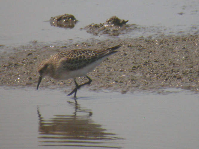 Bairds Sandpiper