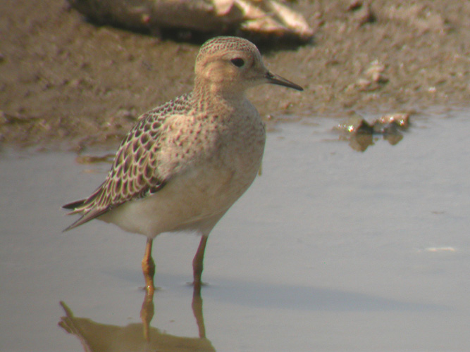 Buff-breasted Sandpiper