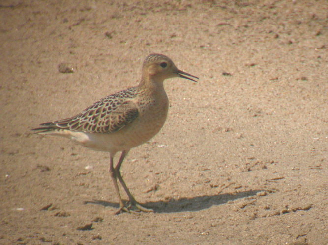 Buff-breasted Sandpiper