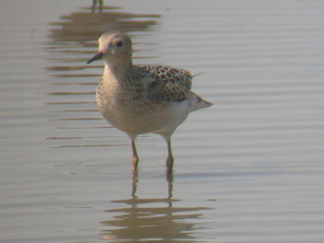 Buff-breasted Sandpiper