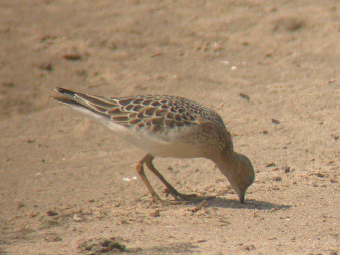 Buff-breasted Sandpiper