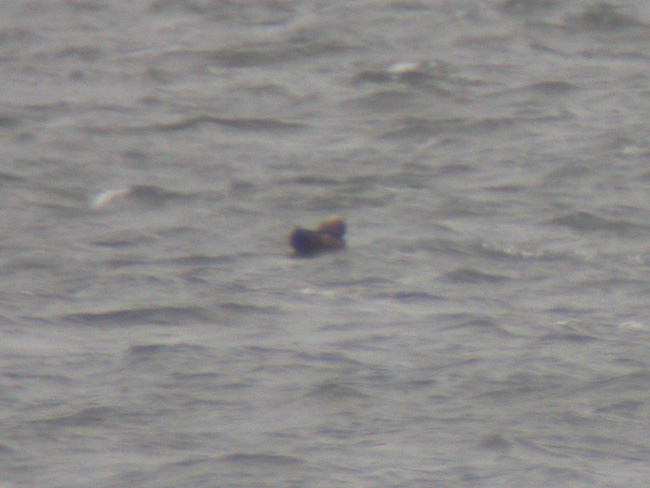 South Polar Skua