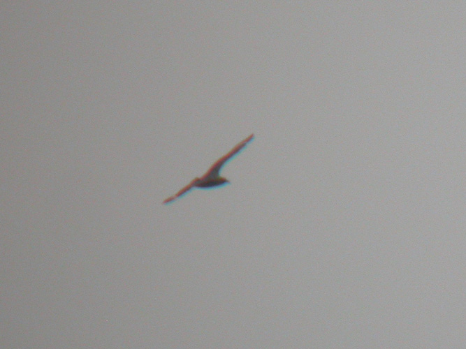 South Polar Skua