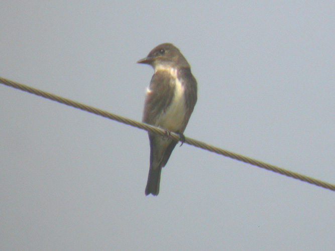 Olive-sided Flycatcher