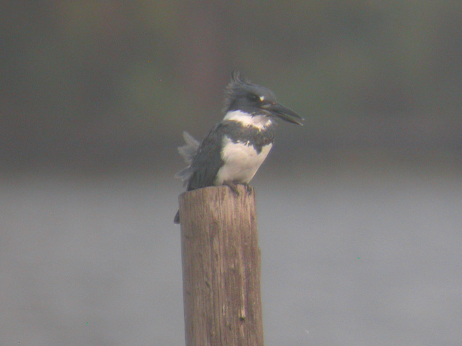 Belted Kingfisher