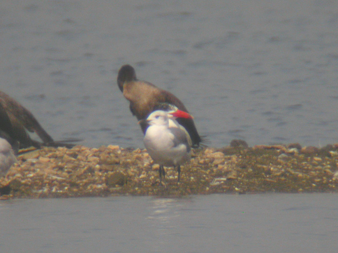 Laughing Gull