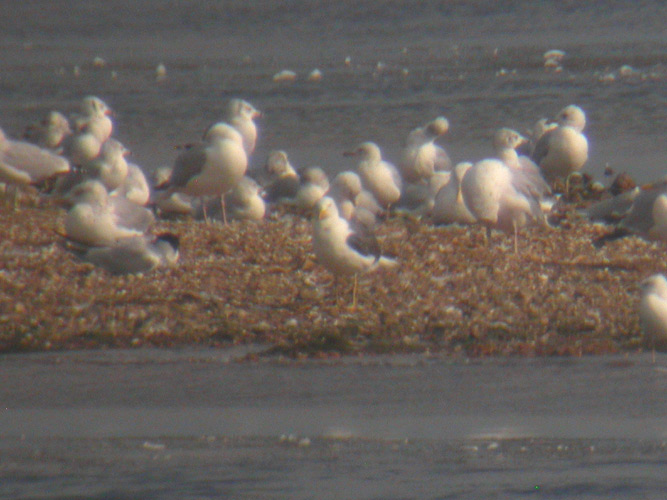 Lesser Black-backed Gull