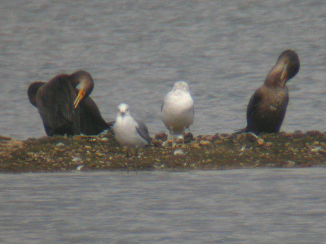 Laughing Gull