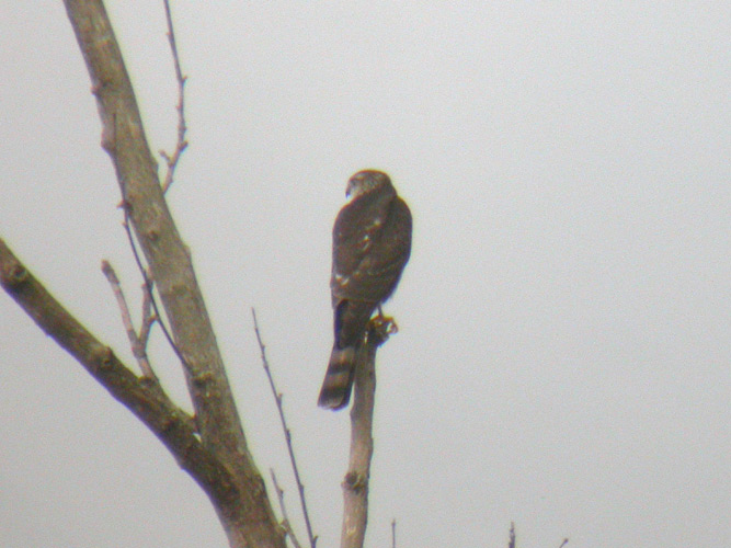 Sharp-shinned Hawk