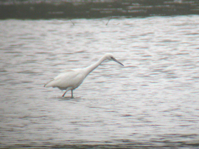 Little Blue Heron