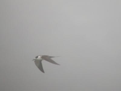 Sooty Tern