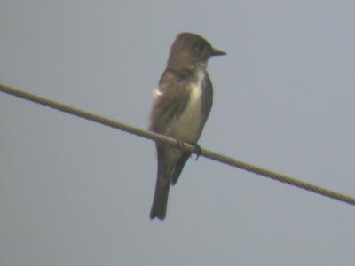 Olive-sided Flycatcher