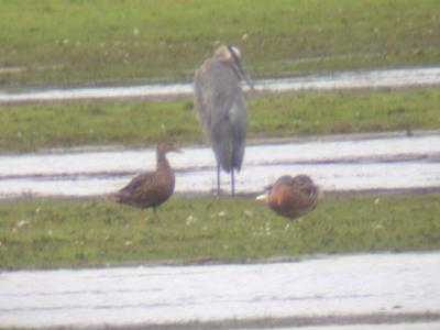 Mottled Duck