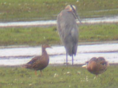 Mottled Duck