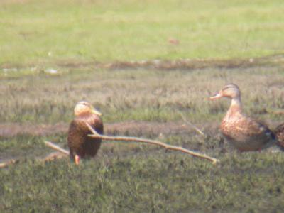 Mottled Duck