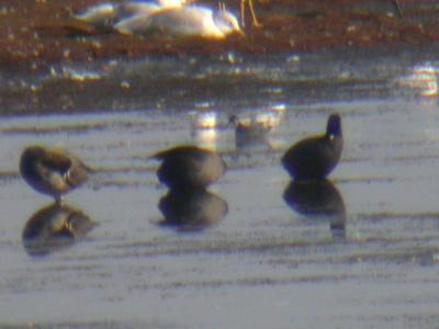 Red-necked Phalarope