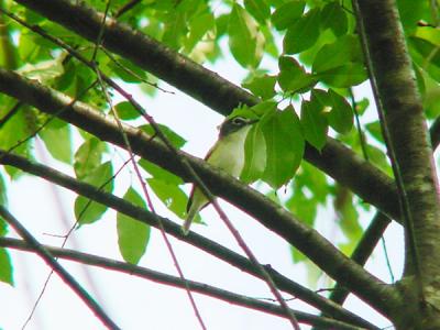 Blue-headed Vireo