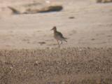 Buff-breasted Sandpiper