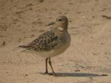 Buff-breasted Sandpiper