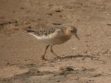 Buff-breasted Sandpiper