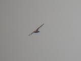 South Polar Skua