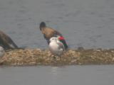 Laughing Gull