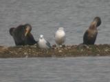 Laughing Gull
