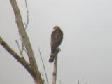 Sharp-shinned Hawk