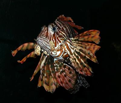 SEATTLE AQUARIUM GALLERY