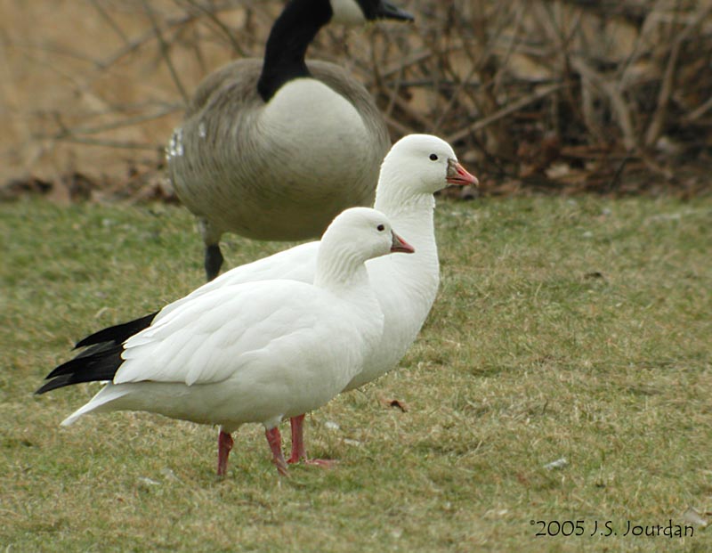 RossGoose0800b.jpg