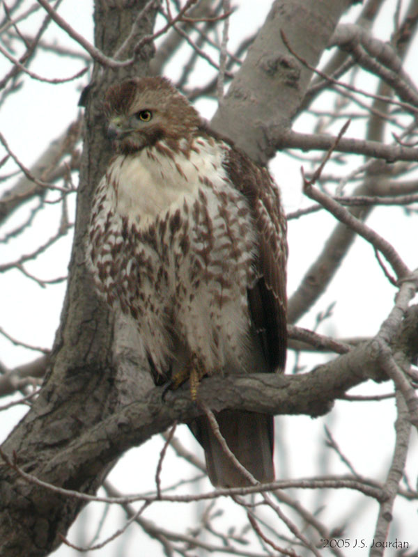 RedTailedHawk0129b.jpg