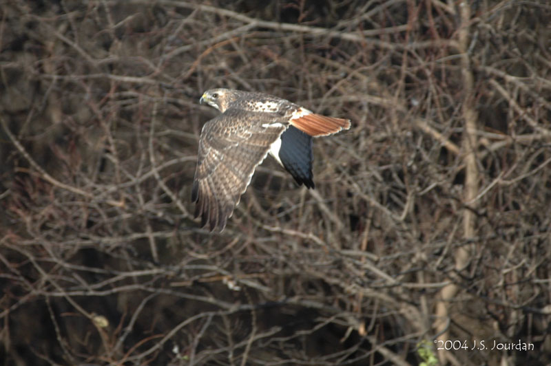 RTHawk0102b.jpg